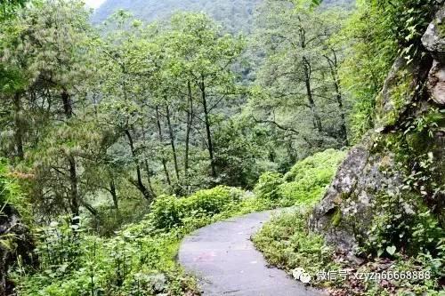 逃离未知丛林